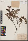 Foto von Salix aurita L. x Salix myrtilloides L.
